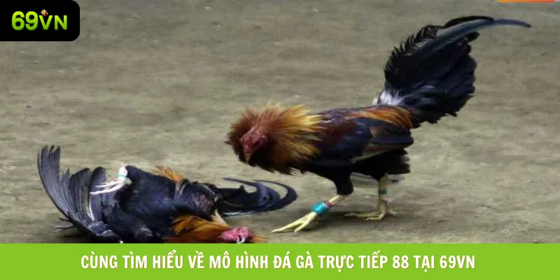 Cùng tìm hiểu về mô hình đá gà trực tiếp 88 tại 69vn Cùng tìm hiểu về mô hình đá gà trực tiếp 88 tại 69vn
