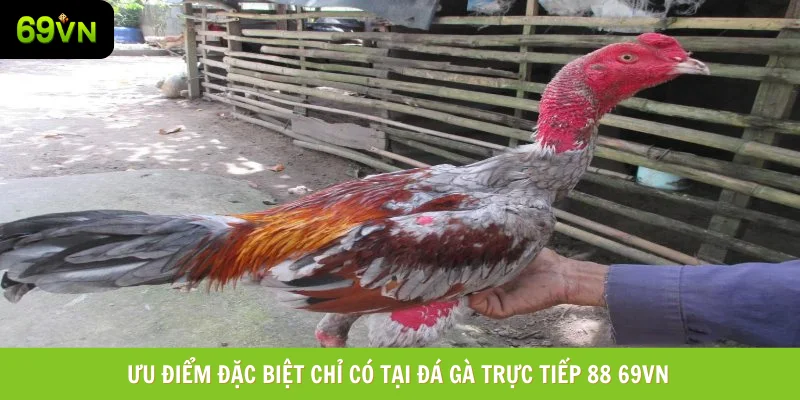 Ưu điểm đặc biệt chỉ có tại đá gà trực tiếp 88 69vn Ưu điểm đặc biệt chỉ có tại đá gà trực tiếp 88 69vn